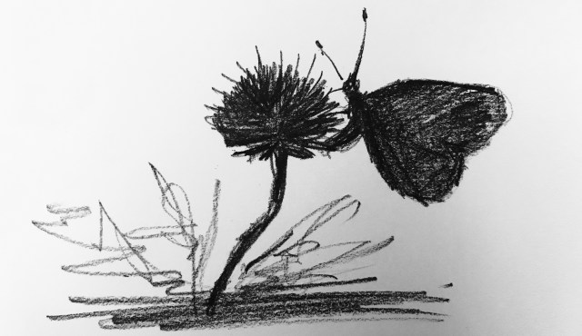 Pencil sketch of a butterfly feeding on field scabious.