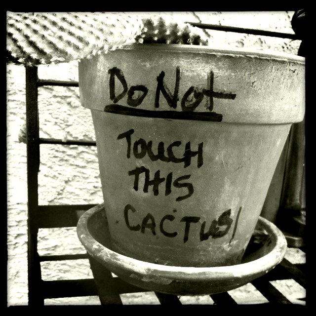 Just a prickly cactus