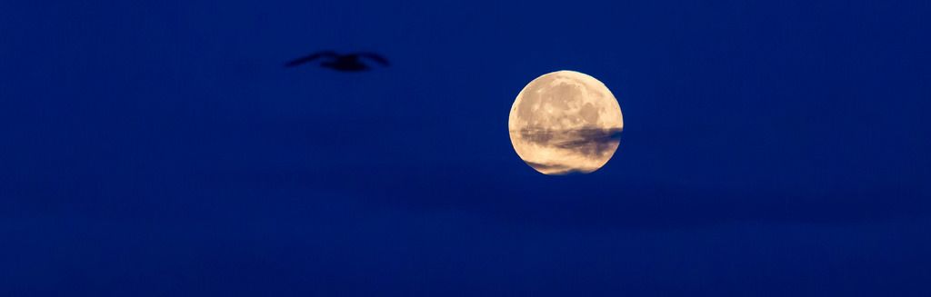 Photo Credit: Silhouette of a bird in the sky and full moon by Marco Verch under Creative Commons 2.0